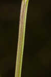 Godfrey's false dragonhead